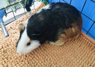 Jewel &amp; Lynx - Guinea Pig Small & Furry