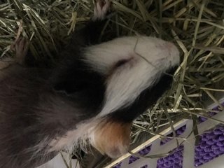 Furball - shedding fur and turning into skinny guinea pig