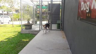 Happy (Ah Boy) - Golden Retriever + English Coonhound Dog