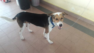 Happy (Ah Boy) - Golden Retriever + English Coonhound Dog