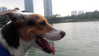 Happy (Ah Boy) - Golden Retriever + English Coonhound Dog