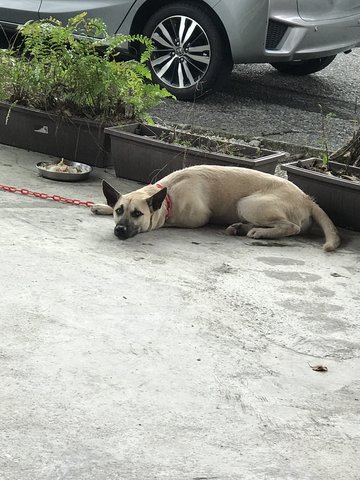 Dog Looks Lost  - Mixed Breed Dog