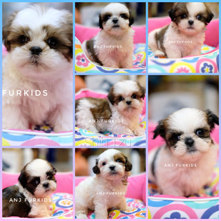 Quality Mal6e Shih Tzu Puppies - Shih Tzu Dog