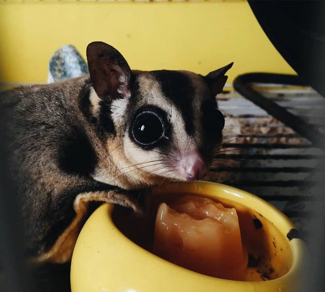 PF96286 - Sugar Glider Small & Furry