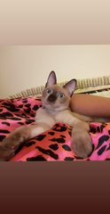 Monkey - Siamese Cat