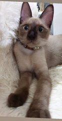 Monkey - Siamese Cat