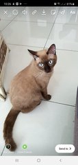 Monkey - Siamese Cat