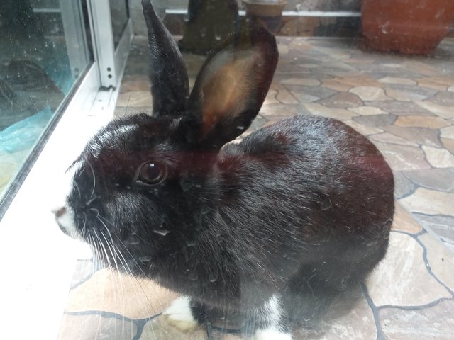 Oreo - Bunny Rabbit Rabbit