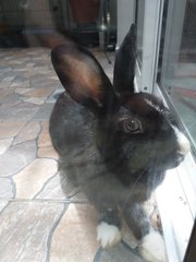 Oreo - Bunny Rabbit Rabbit