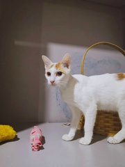 Horatio - Domestic Short Hair Cat