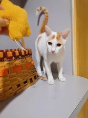 Horatio - Domestic Short Hair Cat