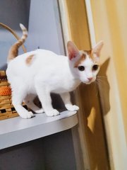 Horatio - Domestic Short Hair Cat