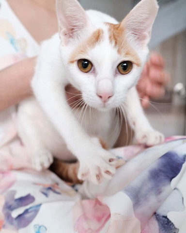 Horatio - Domestic Short Hair Cat