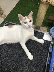Horatio - Domestic Short Hair Cat
