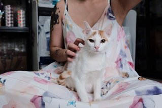 Horatio - Domestic Short Hair Cat