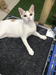 Horatio - Domestic Short Hair Cat