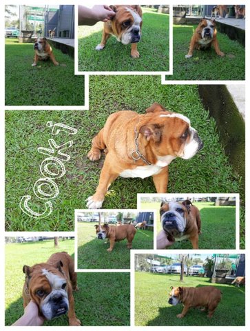 Cookie  - English Bulldog Dog