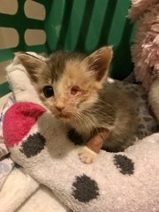 Buffy - Domestic Medium Hair + Dilute Calico Cat