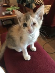 Buffy - Domestic Medium Hair + Dilute Calico Cat