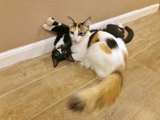 Fluffy orange tail (white cat)