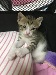 Citrine, gray striped calico