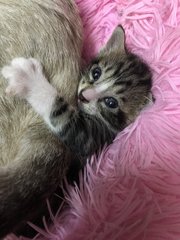 [ADOPTED] Ruby trying to get some milk while posing for the camera