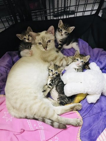 Violet, Ruby, Jade, Citrine &amp; Amber - Domestic Short Hair + Manx Cat