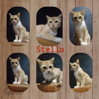 Stella - Domestic Short Hair Cat