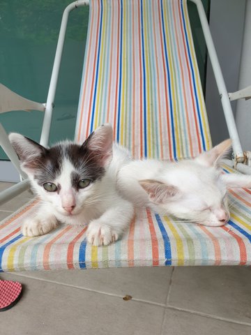 Lucky, Panda, Woody, Snowy - Domestic Medium Hair Cat