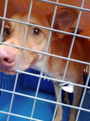 Simba (Dv) - Mixed Breed Dog