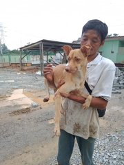 Simba (Dv) - Mixed Breed Dog