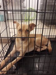 Simba (Dv) - Mixed Breed Dog