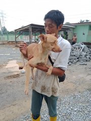 Simba (Dv) - Mixed Breed Dog