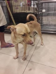 Simba (Dv) - Mixed Breed Dog