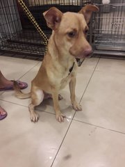 Simba (Dv) - Mixed Breed Dog