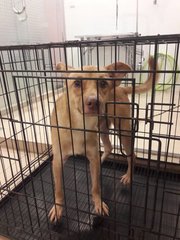 Simba (Dv) - Mixed Breed Dog