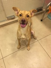 Simba (Dv) - Mixed Breed Dog