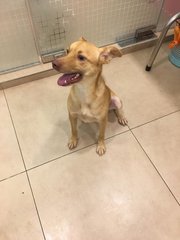 Simba (Dv) - Mixed Breed Dog