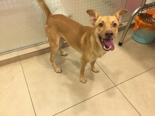 Simba (Dv) - Mixed Breed Dog