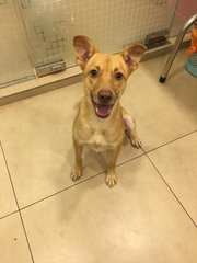 Simba (Dv) - Mixed Breed Dog