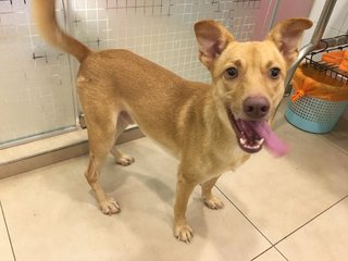 Simba (Dv) - Mixed Breed Dog