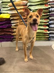 Simba (Dv) - Mixed Breed Dog