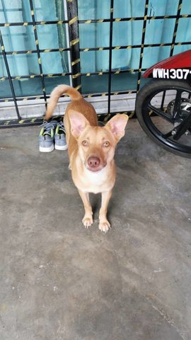Simba (Dv) - Mixed Breed Dog