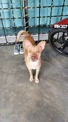 Simba (Dv) - Mixed Breed Dog