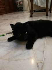 Jaguar(Spayed) - Persian Cat