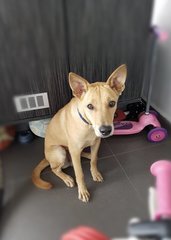 Browny - Mixed Breed Dog