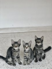 Kari, Kiko And Kitai - Tabby Cat