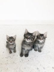 Kari, Kiko And Kitai - Tabby Cat