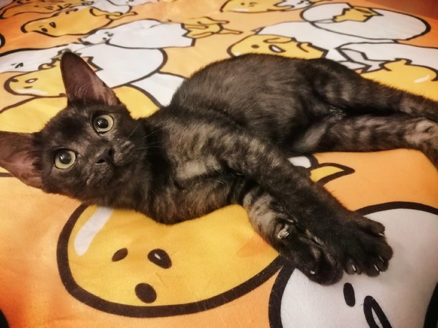 Blacky - Domestic Short Hair Cat