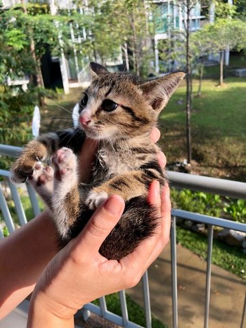 Fluff (Cyberjaya) - Domestic Short Hair Cat